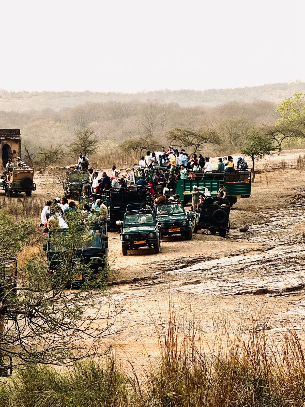 Safarijeeps på en støvet sti i Ranthambore