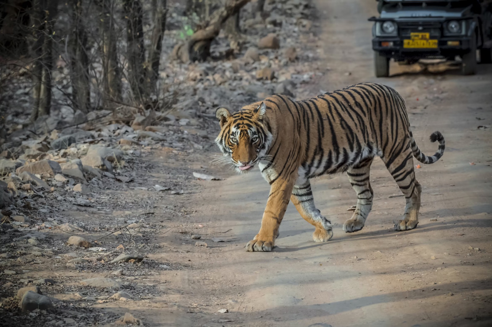 En bengalsk tiger krydser en sti i Ranthambore med en safarijeep bagved