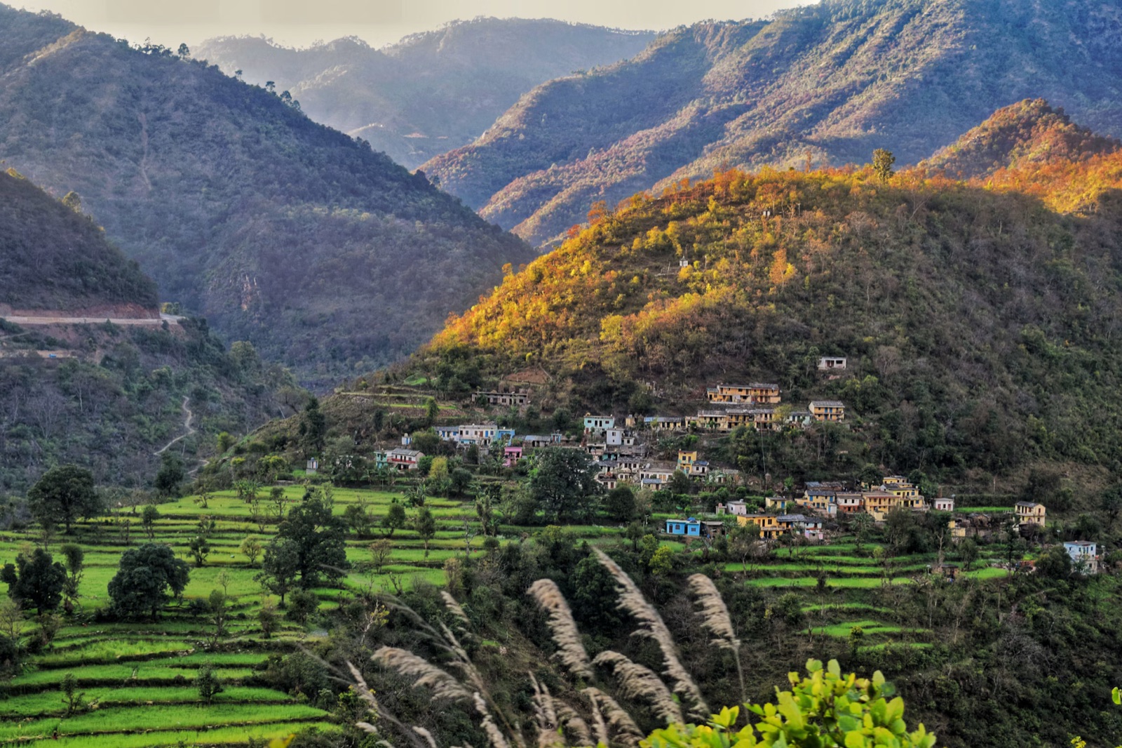 Grønne terrassemarker og skovklædte bjerge i Himalaya